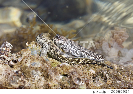 小笠原のタマカエルウオ（トビハゼ） 20669934