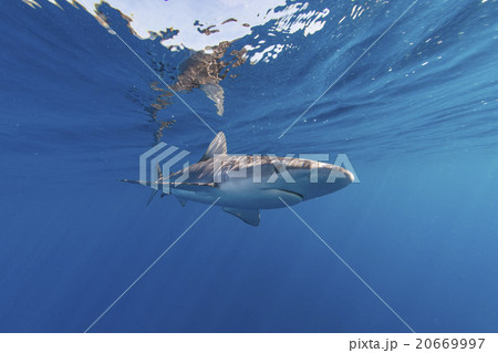 小笠原のガラパゴスザメ 小笠原のガラパゴスザメ 20669997