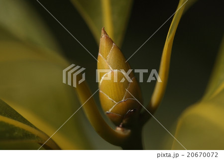 自然　植物　ホソバタブ、タブに似ますが、冬芽の芽鱗の細毛が灰白色で新葉に赤みがないのが違いだそうです 20670072