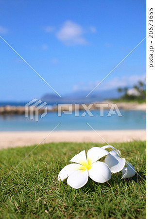 プルメリア　ビーチ 20673655