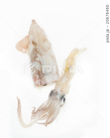 ヤリイカの下準備 ヤリイカの下準備 20676460