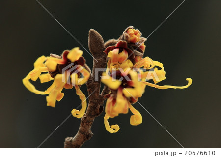 自然　植物　シナマンサク、耐寒性が強いそうですが冬芽もビロードのような毛におおわれています 20676610