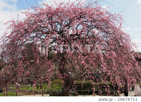 満開のしだれ梅の大木 万博記念公園の写真素材