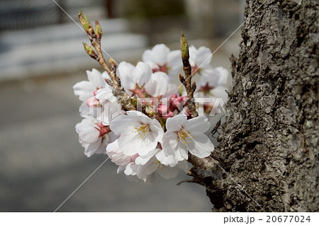 桜さくら 20677024