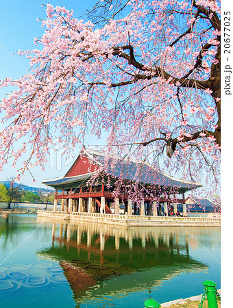 Gyeongbokgung Palace with cherry blossom in Korea. 20677025