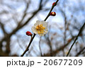 梅　Plum 20677209