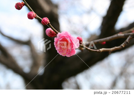 梅 Plum 梅 Plum 20677211