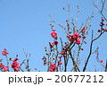梅　Plum 20677212
