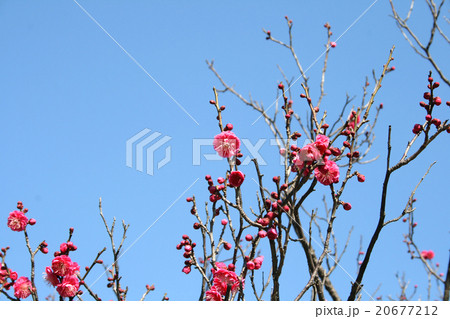 梅　Plum 20677212