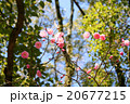 梅　Plum 20677215