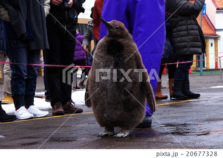 ペンギンのお散歩 ペンギンのお散歩 20677328