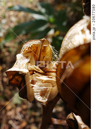 秋のオオウバユリ　立ち枯れしたさく果 20677380