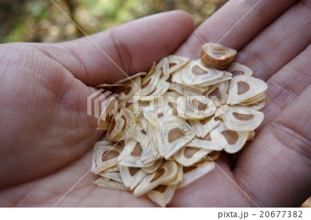 オオウバユリの種 オオウバユリの種 20677382