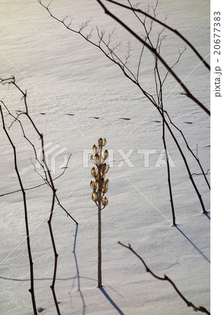 立ち枯れしたオオウバユリ　冬景色 20677383