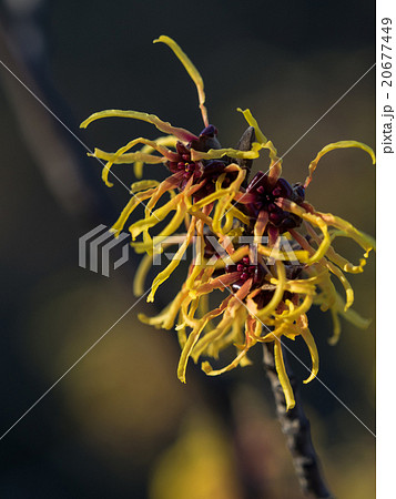 黄色と赤紫のマンサクの花 黄色と赤紫のマンサクの花 20677449