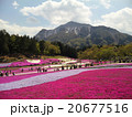 埼玉県秩父市羊山公園 20677516