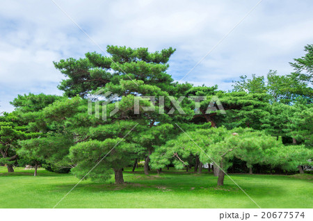 Green trees in park 20677574