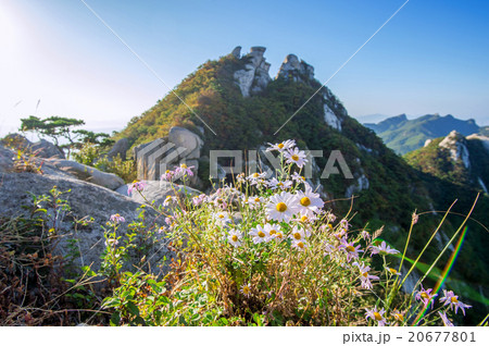 Flowers on Bukhansan mountains, South Korea. 20677801