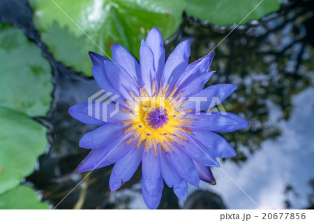 Image of lotus named Nymphaea Caerulea. Thailand Image of lotus named Nymphaea Caerulea. Thailand 20677856