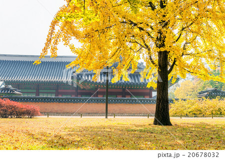 Autumn in Gyeongbukgung Palace,Korea. 20678032