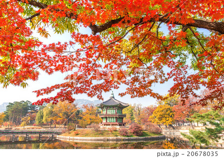 Gyeongbokgung Palace in autumn,South Korea. 20678035
