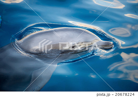 dolphing smiling close up portrait dolphing smiling close up portrait 20678224