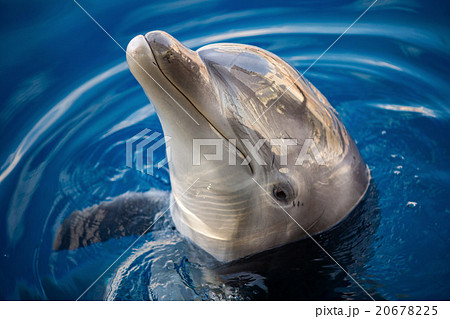 dolphing smiling close up portrait 20678225