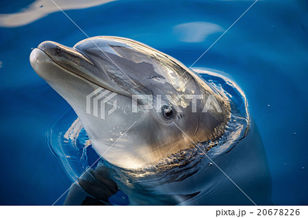 dolphing smiling close up portrait 20678226