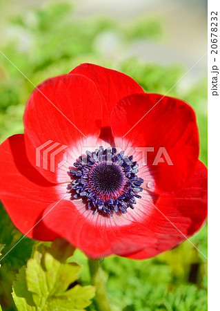 アネモネと一滴 20678232