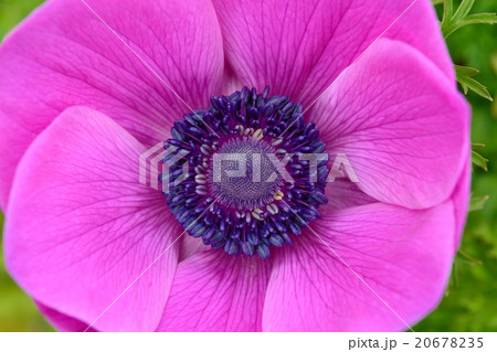アネモネ 20678235