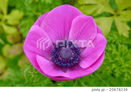アネモネ アネモネ 20678236