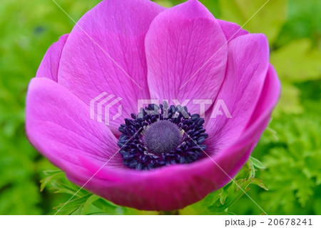 アネモネ 20678241