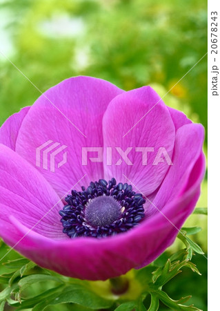 アネモネ 20678243