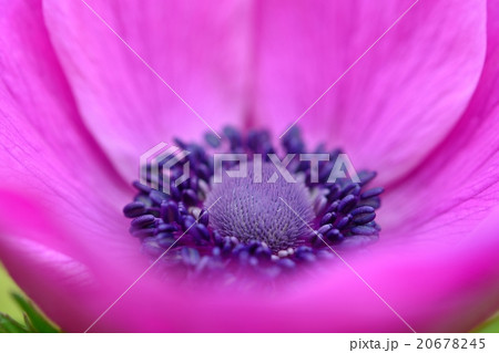 アネモネ 20678245