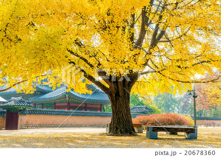 Autumn in Gyeongbukgung Palace,Korea. Autumn in Gyeongbukgung Palace,Korea. 20678360