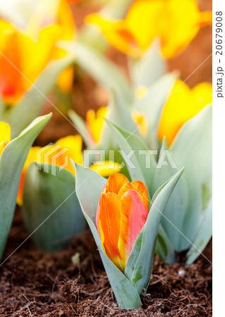Blooming spring flowers tulips in the sunlight Blooming spring flowers tulips in the sunlight 20679008