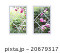 薔薇が見える窓色々 20679317