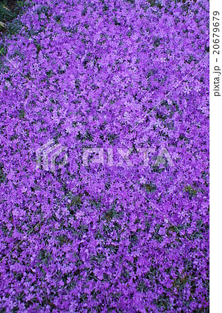 芝桜 花言葉は「燃える恋」 芝桜 花言葉は「燃える恋」 20679679
