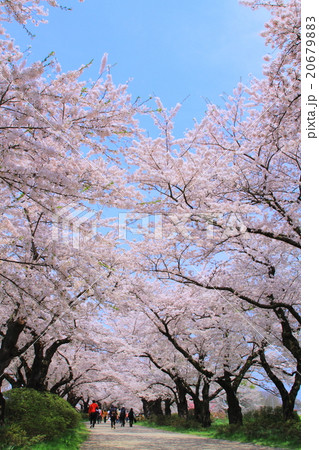 北上 展勝地の桜並木 北上 展勝地の桜並木 20679883