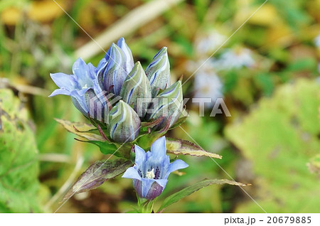 秋の野の花・箱根路にひっそりと咲くリンドウの花と蕾・横位置 秋の野の花・箱根路にひっそりと咲くリンドウの花と蕾・横位置 20679885