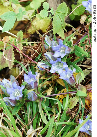 秋の野の花・箱根路にひっそりと咲くリンドウの花・縦位置 秋の野の花・箱根路にひっそりと咲くリンドウの花・縦位置 20679888