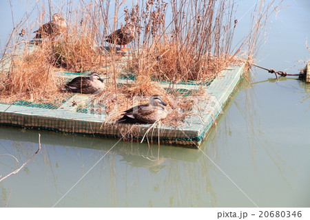 冬の公園　カルガモ日向ぼっこ 20680346