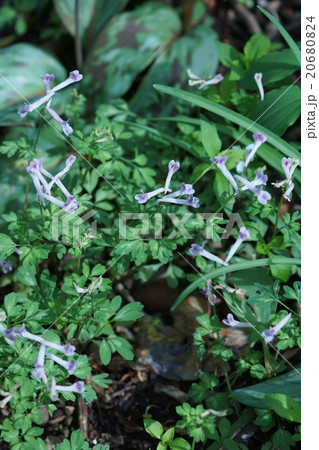 次郎坊延胡索　ジロボウエンゴサクと申します。 20680824