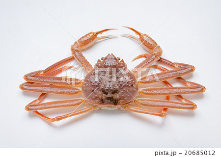 ズワイガニ ズワイガニ 20685012