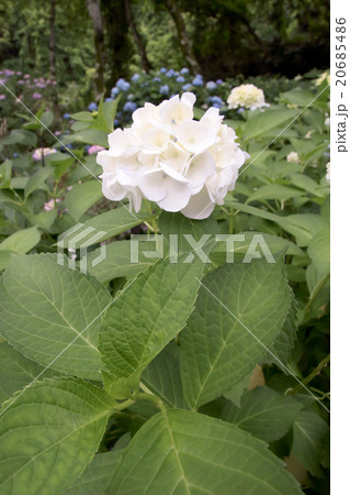 紫陽花 紫陽花 20685486