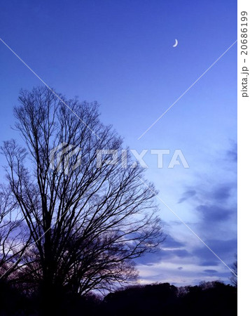 樹木 冬の夕暮れ1 樹木 冬の夕暮れ1 20686199