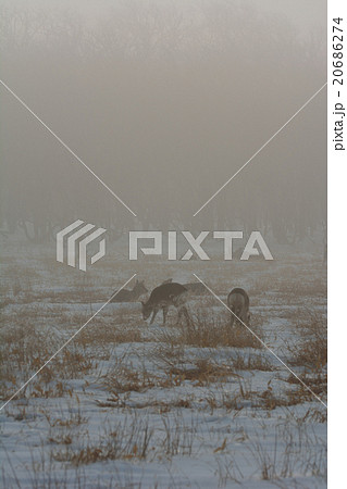 霧の野付半島・・・冬 霧の野付半島・・・冬 20686274