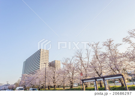 春の四街道の桜の風景 20686297