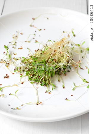 Fresh green alfalfa sprouts 20686413