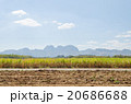 Sugarcane fields,Kanchanaburi ,thailand 20686688